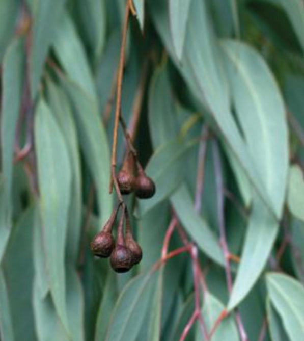 Airome Essential Oil Organic Eucalyptus